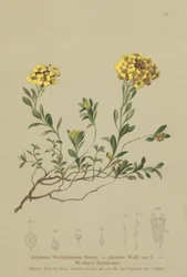Madwort (Alyssum Wulfenianum, Alyssum alpestre)